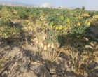تداوم بازدید میدانی کارشناسان واحد ثبت و گواهی بذر و نهال استان خراسان شمالی با هدف نظارت بر رعایت استانداردهای بذر و نهال