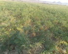تداوم بازدید میدانی کارشناسان واحد ثبت و گواهی بذر و نهال استان خراسان شمالی با هدف نظارت بر رعایت استانداردهای بذر و نهال