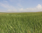۳۰ طرح پژوهشی در ایستگاه دیم شیروان در مسیر ارتقای کشاورزی