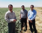 از مزارع تکثیر بذر پنبه و بررسی روند تولید بذر استاندارد در استان