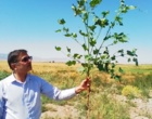 از مزارع تکثیر بذر پنبه و بررسی روند تولید بذر استاندارد در استان