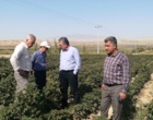 پایش مزارع پنبه شهرستان مانه