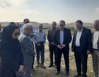 پایش مزارع پنبه شهرستان مانه