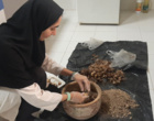 بازدید و نمونه‌برداری از مزارع زعفران با هدف پایش مگس بنه زعفران
