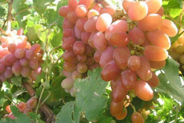 وجود ۸۰ نوع انگور در خراسان شمالی
