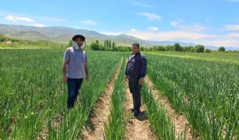 بازدید مزارع پیاز بذری استان خراسان شمالی شهرستان سملقان