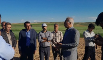 ایستگاه تحقیقات کشاورزی دیم شیروان؛ پیشگام ۳۰ ساله در تولید دانش و معرفی ارقام مقاوم
