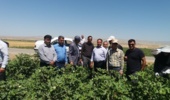 ارزیابی میدانی سایتهای الگویی پنبه در مانه با حضور کارشناسان استان گلستان