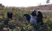 به منظور پایش آفات بهویژه ردیابی شپشک آردآلود پنبه