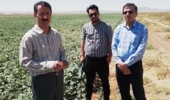 از مزارع تکثیر بذر پنبه و بررسی روند تولید بذر استاندارد در استان