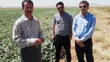 از مزارع تکثیر بذر پنبه و بررسی روند تولید بذر استاندارد در استان